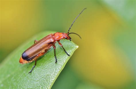 Kids Guide to Beneficial Bugs for the Garden