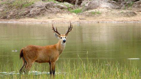 Queixada um dos mamíferos comuns do cerrado brasileiro