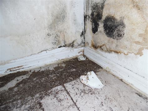 Can My Mold Claim be Denied?