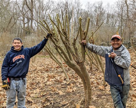 Cutting Back The Pussy Willows The Martha Stewart Blog