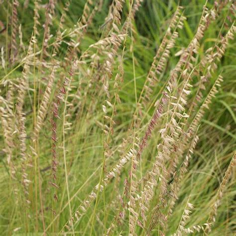 Side Oats Grama