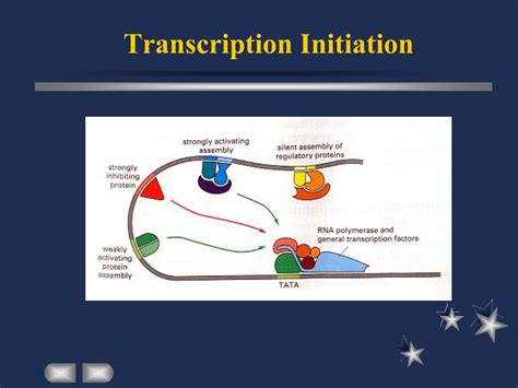 PPT - Plant Gene Expression PowerPoint Presentation, free download - ID ...