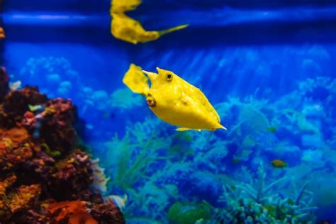 Premium Photo Yellow Longhorn Cowfish Fish Swims In Blue Water In An