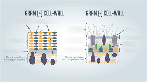 Gram Vs Gram Diagram Quizlet