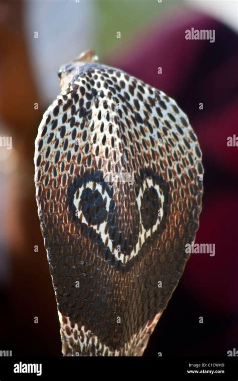 King Cobra Hood Markings In Sri Lanka Stock Photo Alamy