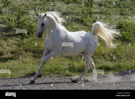 Purebred Arabian Horse (Equus ferus caballus). White stallion in a ...