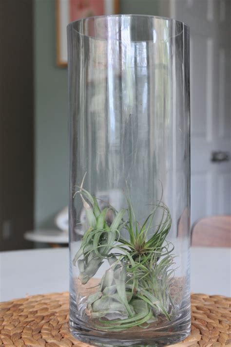 Easy Air Plant Centerpiece Pop Shop America