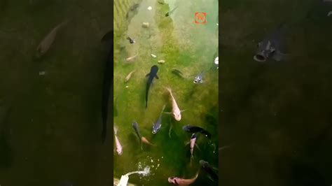 Lika Liku Ikan Didalam Kolam YouTube