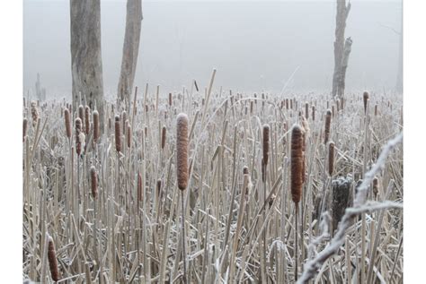 Frozen Cattails