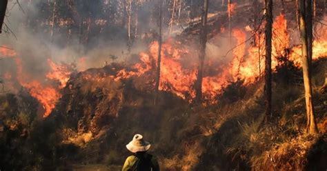 Incendios Forestales En Cusco Siguen Destruyendo La Flora Y Fauna Silvestre De La Zona Infobae