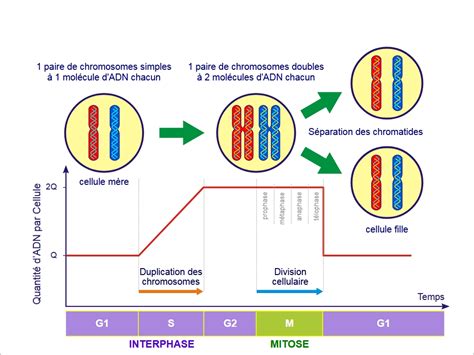 La Mitose Est La Division Cellulaire Des Eucaryotes Re