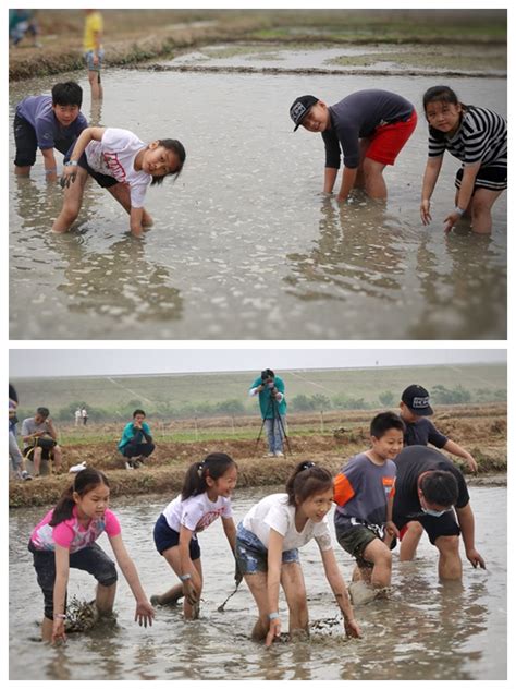 【南京】艾津稻园：插秧摸鱼 夏日狂欢之旅开启中国江苏网