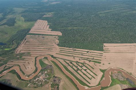 Bolivia perdió casi ocho millones de hectáreas de bosques y más de la