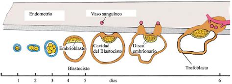 Embriología Ucc Capítulo 3 Primera Semana Del Desarrollo