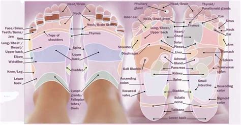 All Best Foot Reflexology Charts Free Download