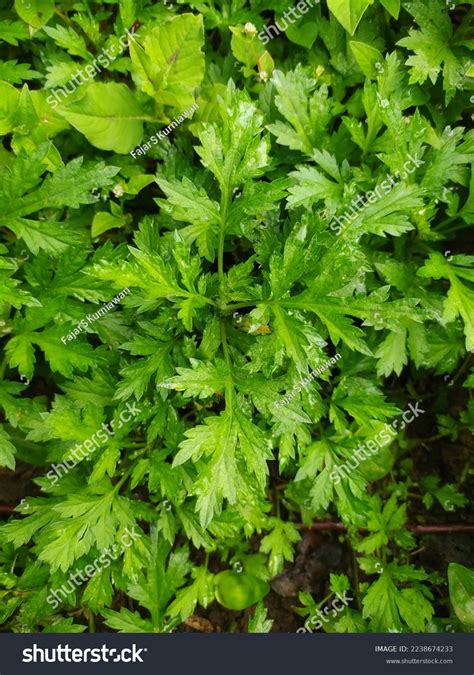 Mugwort Artemisia Vulgaris Baru Cina Leaf Stock Photo 2238674233