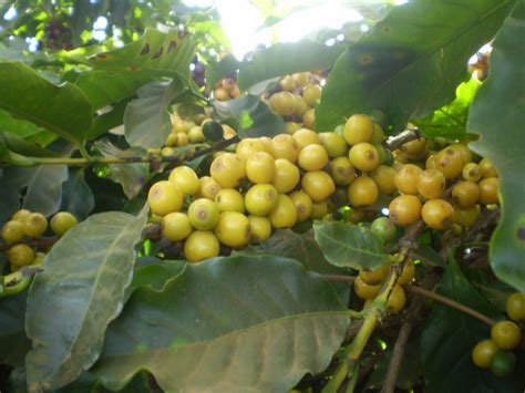 Sementes De Caf Catuai Amarelo Para Mudas R Em Mercado Livre