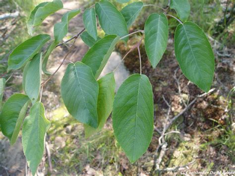 Amelanchier arborea | Illinois Botanizer