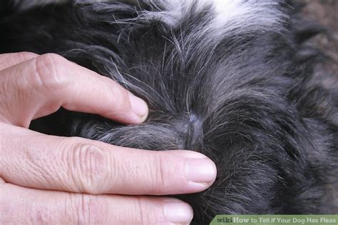 How to Tell if Your Dog Has Fleas: 10 Steps (with Pictures)