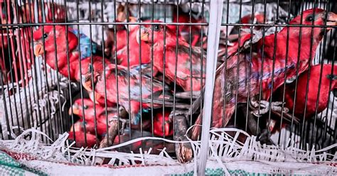 Gambar Burung Nuri Bikin Merinding Suara Tinggi Nyaring Burung Nuri