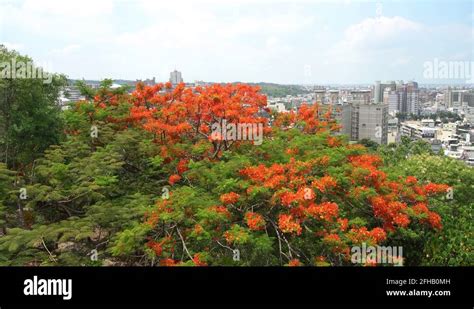 Changhua buddha Stock Videos & Footage - HD and 4K Video Clips - Alamy