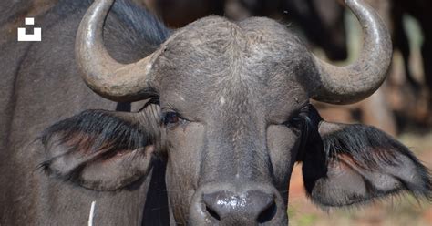 A close up of a bull with very large horns photo – Free Südafrika Image on Unsplash