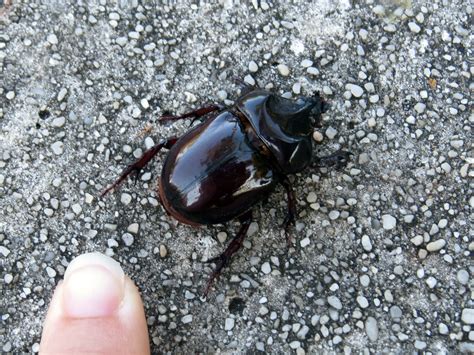 Rhinoceros Beetle Sp Amy Evenstad Flickr