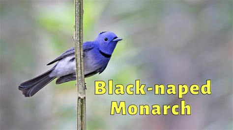 Black Naped Monarch Song Black Naped Monarch Call Black Naped Monarch