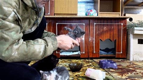 ДЕВУШКА СПАСЛА. 4 котят из холодного подвала и привезла мне, чтобы я их ...