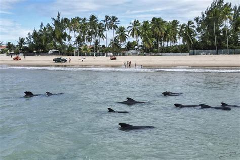 Una Veintena De Ballenas Piloto Quedan Varadas Cerca De Una Playa En El