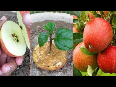 Best Way To Grow Apple Tree From Apple Diygreen Tips