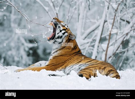 Siberian Tiger lying in snow, in a zoo Stock Photo - Alamy