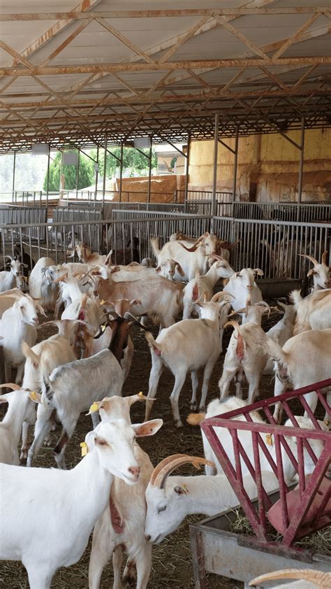 Goat Rearing Difficulties : शेळीपालनात कोणत्या अडचणी येतात?|Goat ...