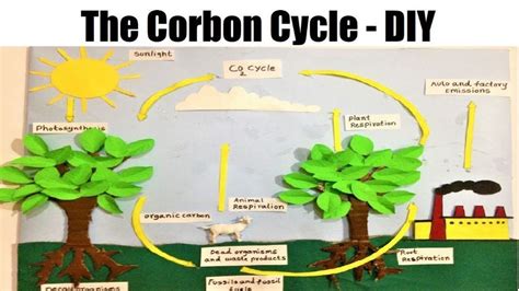 how to make Carbon Cycle Model – School science exhibition project ...