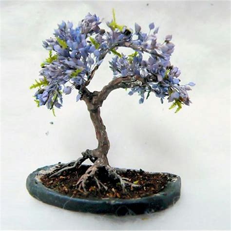 Blue Jacaranda | Buy Online at Seeds Of Plenty – Seeds of Plenty