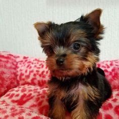 Teacup Yorkies For Under 300 Dollars For Sale United States Pets 4