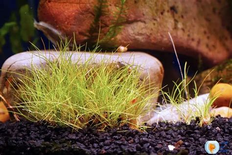 Eleocharis Acicularis In Aquarium 11 Things You Must Know