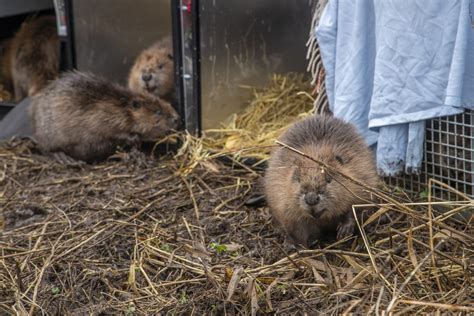 A New Funding Partnership Which Will Help Restore Beavers Across