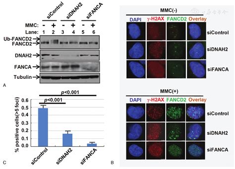 Dnah Facilitates The Homologous Recombination Repair Of Fanconi Anemia