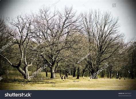 Eerie Landscape With Trees During Autumn Dusk Stock Photo 58975027 ...