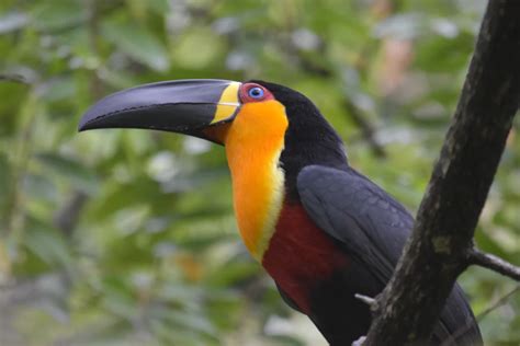 Spotting rainforest animals in Rio de Janeiro’s Botanical Gardens