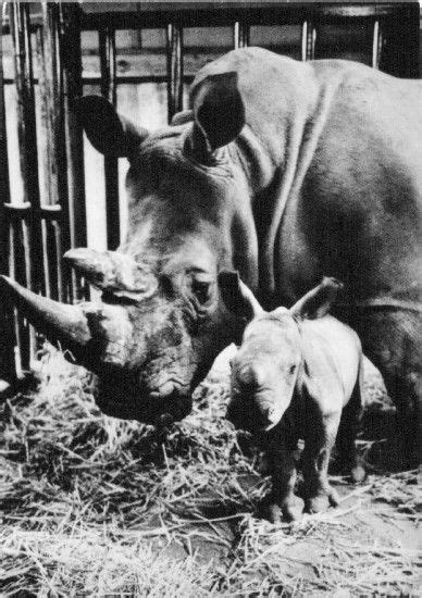 Arnhem Zoo, Holland 1981-baby female Petra Rhinos, Humane Society ...