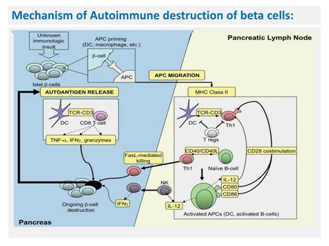 Ppt Autoimmune Insulin Dependent Diabetes Mellitus Type 1 Iddm Type 1 Powerpoint