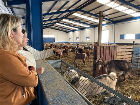 Los ganaderos canarios que producen leche recibirán una subvención