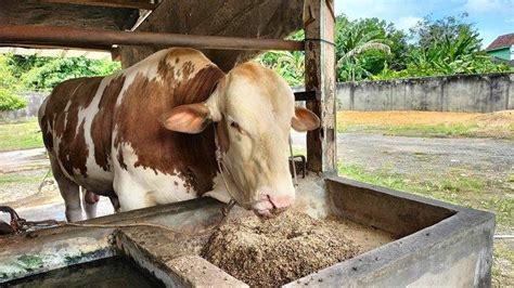 Rumput Sapi Terbaik Agar Cepat Besar