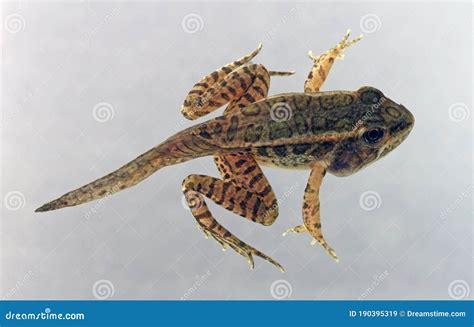 Dorsal View of a Pickerel Frog Tadpole Stock Image - Image of amphibian ...