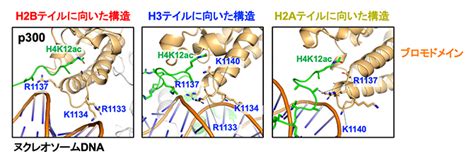 遺伝子発現を制御するエピゲノムの複製と転写 理化学研究所