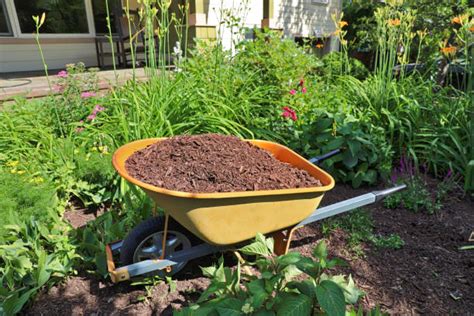 510 Mulch Wheelbarrow Stock Photos Pictures And Royalty Free Images