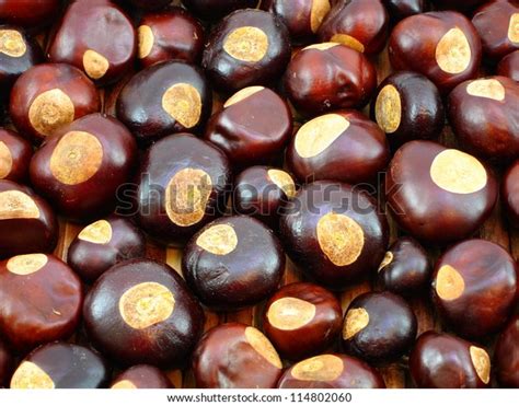 Background Buckeye Nuts Stock Photo (Edit Now) 114802060