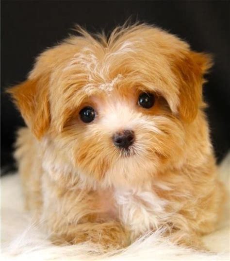 15 Pictures About yorkie poo breeders - Pets Lovers